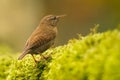 Winter wren (Troglodytes hiemalis) Royalty Free Stock Photo