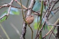 Winter Wren Royalty Free Stock Photo