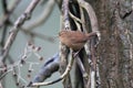 Winter Wren Royalty Free Stock Photo