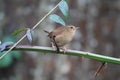 Winter Wren Royalty Free Stock Photo