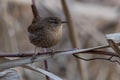 Winter Wren - Troglodytes hiemalis Royalty Free Stock Photo