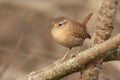 Winter Wren - Troglodytes hiemalis Royalty Free Stock Photo