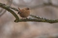 Winter Wren - Troglodytes hiemalis Royalty Free Stock Photo