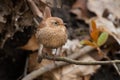 Winter Wren - Troglodytes hiemalis Royalty Free Stock Photo