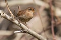 Winter Wren - Troglodytes hiemalis Royalty Free Stock Photo