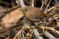 Winter Wren - Troglodytes hiemalis Royalty Free Stock Photo