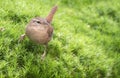 Winter Wren, Troglodytes troglodytes Royalty Free Stock Photo