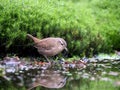 Winter Wren, Troglodytes troglodytes Royalty Free Stock Photo