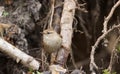 Winter Wren(Troglodytes troglodytes) against fuzzy roots Royalty Free Stock Photo