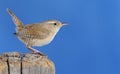 Winter wren. Royalty Free Stock Photo