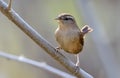 Winter wren ( Troglodytes troglodytes )