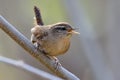 Winter wren ( Troglodytes troglodytes )