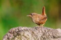 Winter Wren - Troglodytes troglodytes perched on a log. Royalty Free Stock Photo