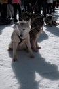 winter& x27;s tale. Husky Royalty Free Stock Photo