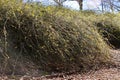 Winter yellow jasmine flower mounds