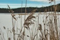 Reed close-up on the background of a frozen lake. Royalty Free Stock Photo