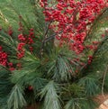 Winterberries and Pine Royalty Free Stock Photo