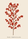Winterberry branch. Ilex verticillata