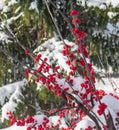 Winterberry branches and a snow-covered pine tree