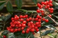 Winterberry - Ilex verticillata