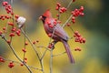 Winterberry Cardinal