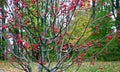 Winterberry Holly, Ilex verticillata, during autumn