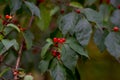 Winterberry holly Ilex verticillata