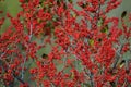Winterberry Holly with Red Berries  817193 Royalty Free Stock Photo