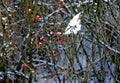 Winterberry Holly 53363