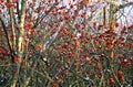 Winterberry Holly 53364
