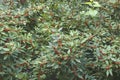 Winterberry Holly shrub ffruits and foliage