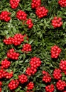 Winterberry Ilex verticillata is a deciduous type of holly that grows wild in moist, boggy areas Royalty Free Stock Photo