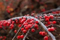 Winterberry, ilex verticillata, ripe fruits. Beautiful close-up photo of snow covered winterberry, creatively framed, selective