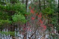 Winterberry (Ilex verticillata) in a Wisconsin forest with snow Royalty Free Stock Photo