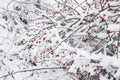 Winterberry tree with snow covered branches and red berries Royalty Free Stock Photo