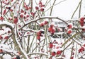 Winterberry tree with snow covered branches and red berries Royalty Free Stock Photo