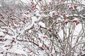 Winterberry tree with snow covered branches and red berries Royalty Free Stock Photo