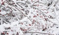 Winterberry tree with snow covered branches and red berries Royalty Free Stock Photo