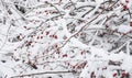 Winterberry tree with snow covered branches and red berries Royalty Free Stock Photo