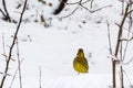Winterbird, male Yellowhammer