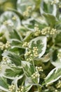 Wintercreeper Emerald Gaiety Royalty Free Stock Photo