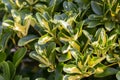 Wintercreeper Emerald Gaiety - Latin name - Euonymus fortunei Emerald Gaiety Royalty Free Stock Photo