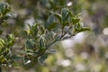 Wintercreeper Emerald Gaiety - Latin name - Euonymus fortunei Emerald Gaiety Royalty Free Stock Photo