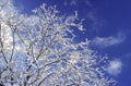 Winterdream Royalty Free Stock Photo