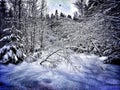 Winterdream in the Blackforest Royalty Free Stock Photo
