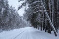 Winterforest in the evening Royalty Free Stock Photo