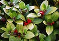 Wintergreen Gaultheria procumbens with Red Berries Royalty Free Stock Photo