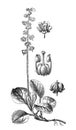 Wintergreen Pirola minor / Illustration from Brockhaus Konversations-Lexikon 1908