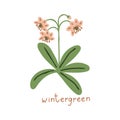 Wintergreen simple flower