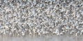 Wintering dunlin move in unison as a flock Royalty Free Stock Photo